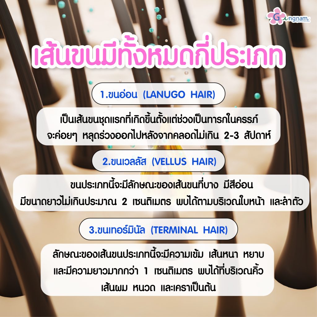 เส้นขนมีทั้งหมดกี่ประเภท